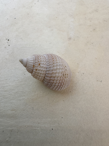 Nassarius perpinguis, 2026-07-17