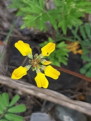 Coronilla