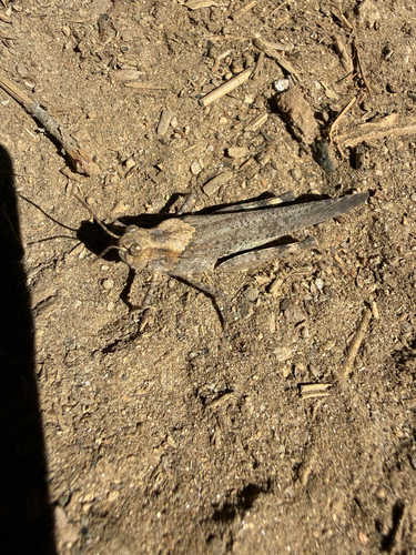 iNaturalist observation photo of Crackling Forest Grasshopper