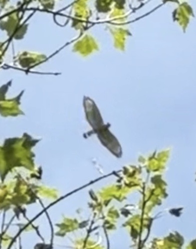 Broad-winged Hawk observed by silentlakediscovery