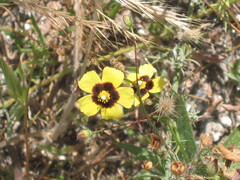 Rockrose (Tuberaria)