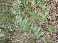 Anisacanthus