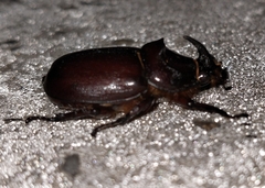 no rights reserved Oryctes nasicornis latipennis