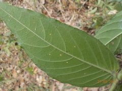 Anisacanthus