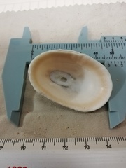 Fissurella nigrocincta