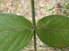 Anisacanthus