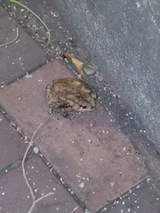 Duttaphrynus melanostictus