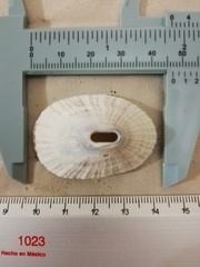 Fissurella nigrocincta