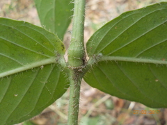 Anisacanthus
