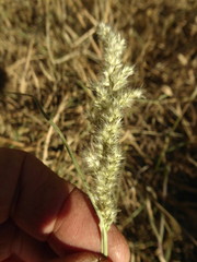 Enneapogon scoparius