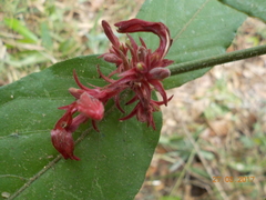 Anisacanthus