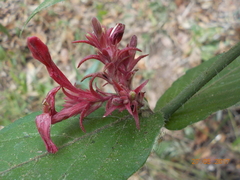 Anisacanthus