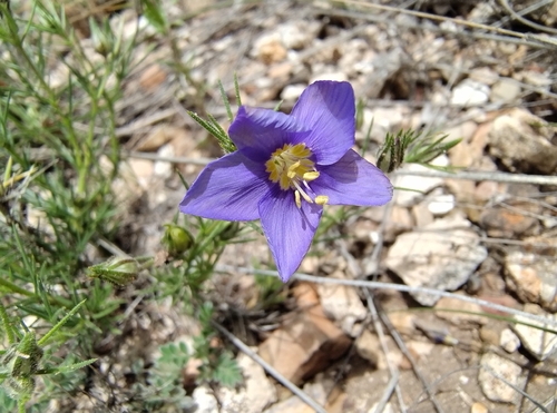 Giliastrum stewartii