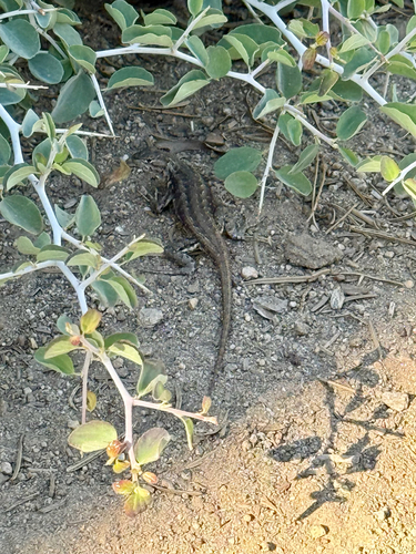 iNaturalist observation photo of Common Sagebrush Lizard
