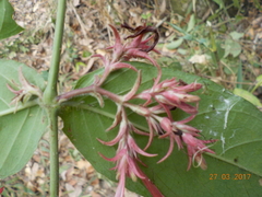 Anisacanthus