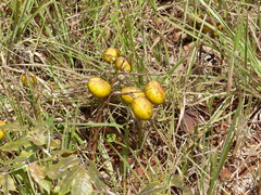 Andira vermifuga