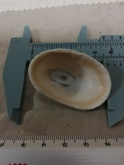 Fissurella nigrocincta