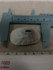 Fissurella nigrocincta