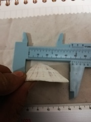 Fissurella nigrocincta