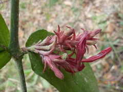 Anisacanthus