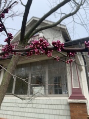 Cercis canadensis