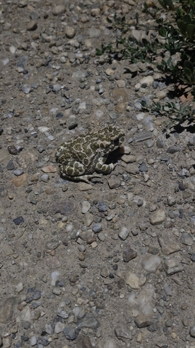 Green Toad