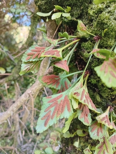 Asplenium trilobum, 2026-07-17