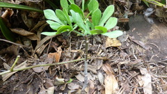 Cussonia gamtoosensis