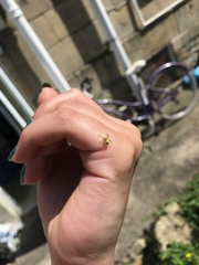 Araniella cucurbitina