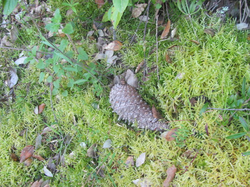 Pino marittimo (Pinus pinaster)