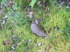 Maritime Pine (Pinus pinaster)