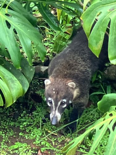White-nosed Coati observed by ynwa_