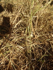 Enneapogon scoparius