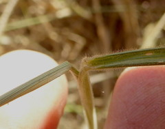 Enneapogon scoparius