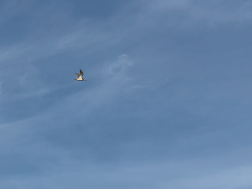 Wilson's Phalarope