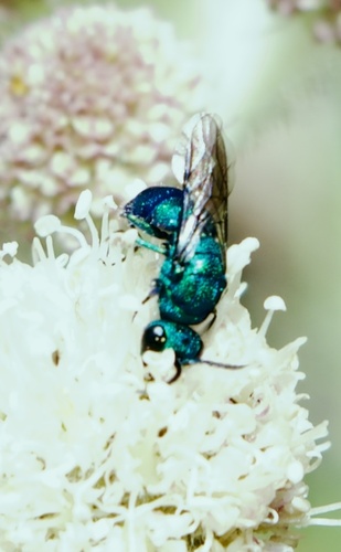iNaturalist observation photo of Ceratochrysis