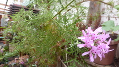 Pelargonium denticulatum