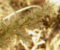 Enneapogon scoparius