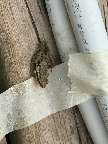 Boreal Chorus Frog