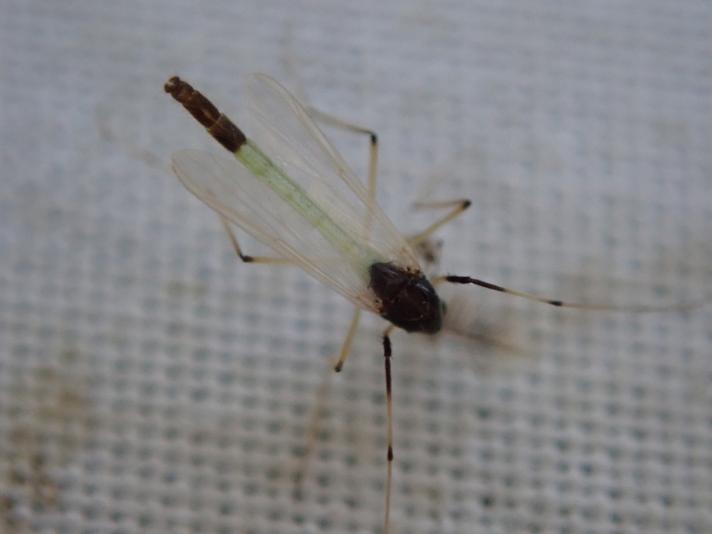 Microtendipes pedellus