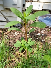Phytolacca americana