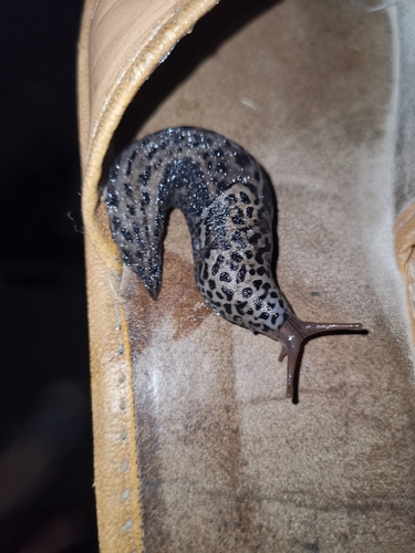 Leopard Slug