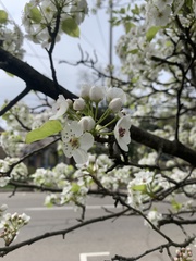 Pyrus calleryana