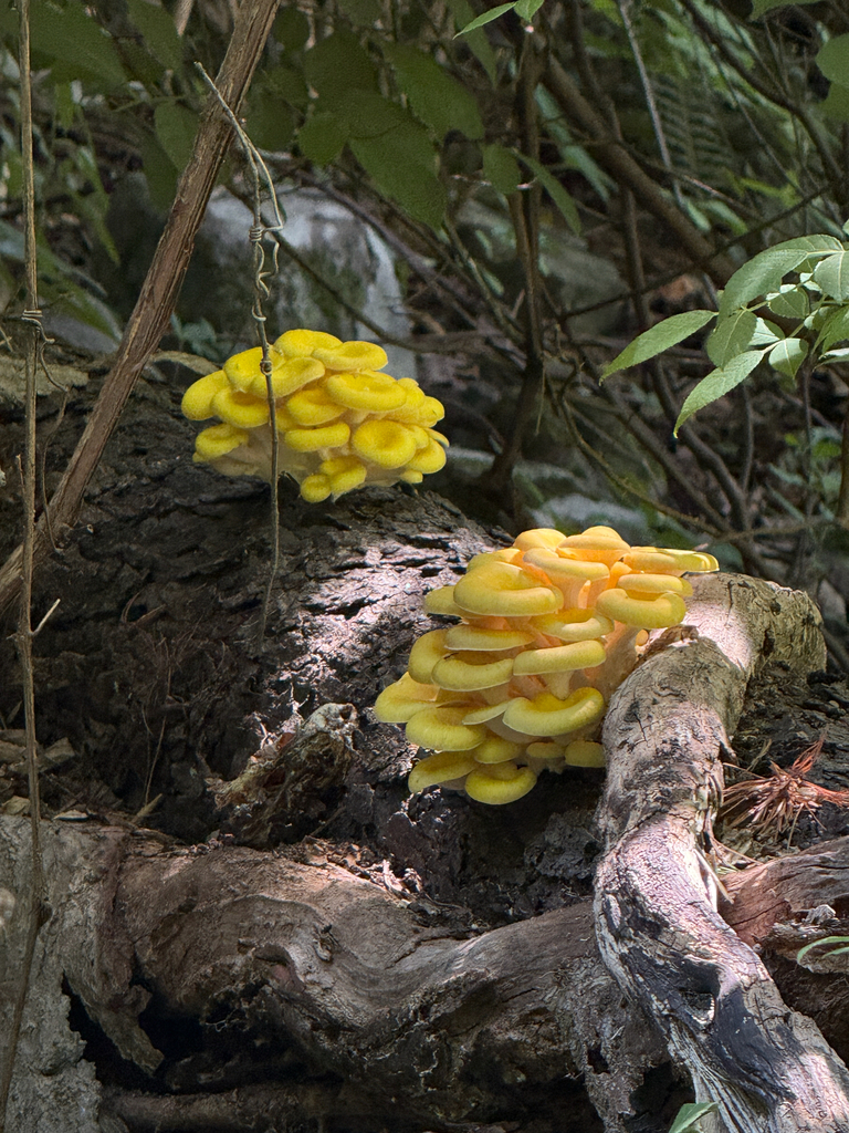 Golden Oyster Mushroom · July 2026 · photo: Photo: (c) mush13, some rights reserved (CC BY) · iNaturalist