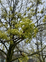 Acer platanoides