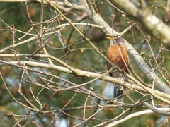 Turdus migratorius