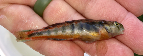 Tennessee Snubnose Darter