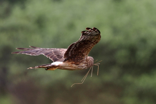 Northern Harrier observed by dpom