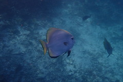 Platax boersii