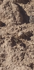 Acromyrmex